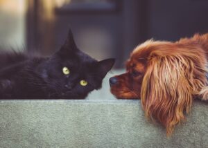 dog, cat, animal, pets, mammals, nature, animals, friends, friendship, brown dog, black cat, pet, domestic, domestic animals, portrait, friendship day