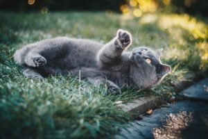 Adorable grey cat playing on grass in a sunny outdoor garden setting. Perfect for animal lovers.