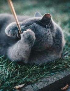 A playful Russian Blue cat enjoying a sunny day in the garden.