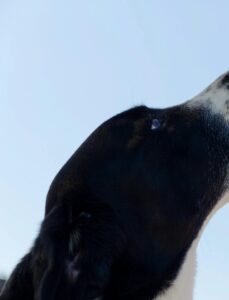 Adorable dog licking an ice cream cone held by a hand outdoors. Perfect summer treat moment.