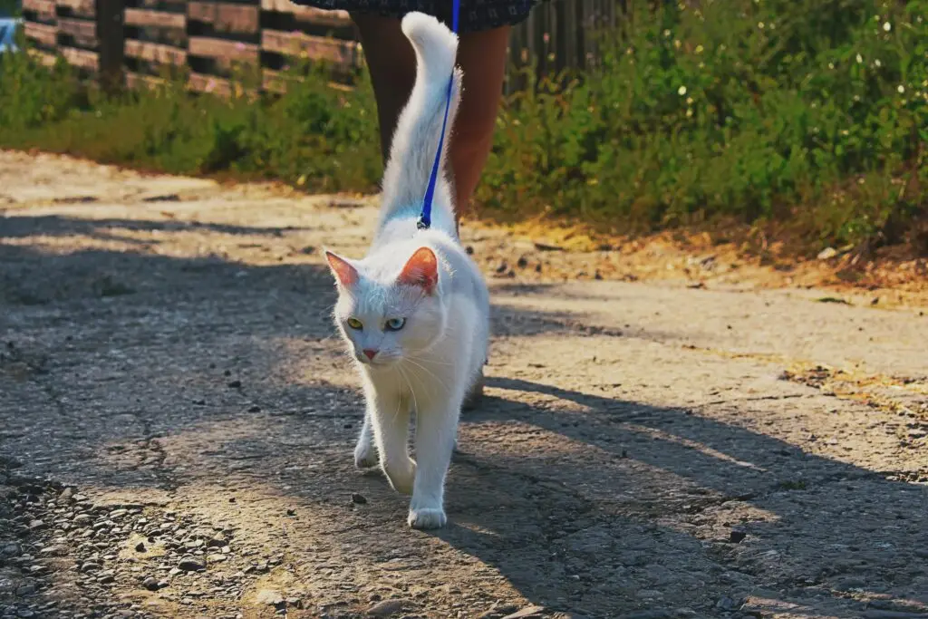 White cat on a leash walking with a person on a sunlit stone pavement.
