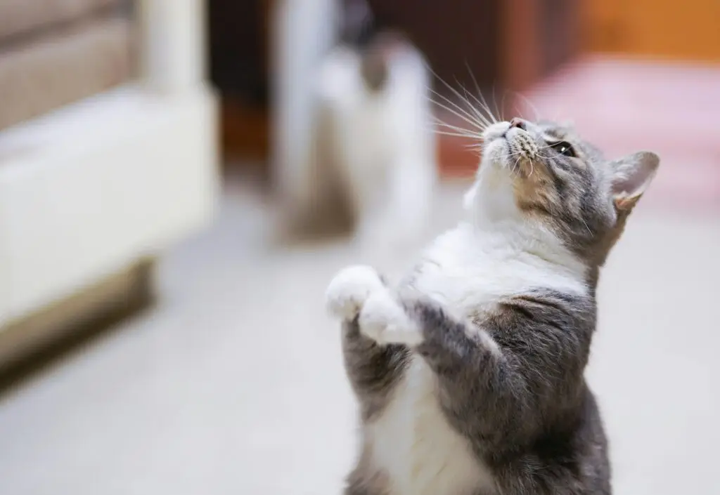Adorable grey and white cat standing playfully on hind legs indoors.