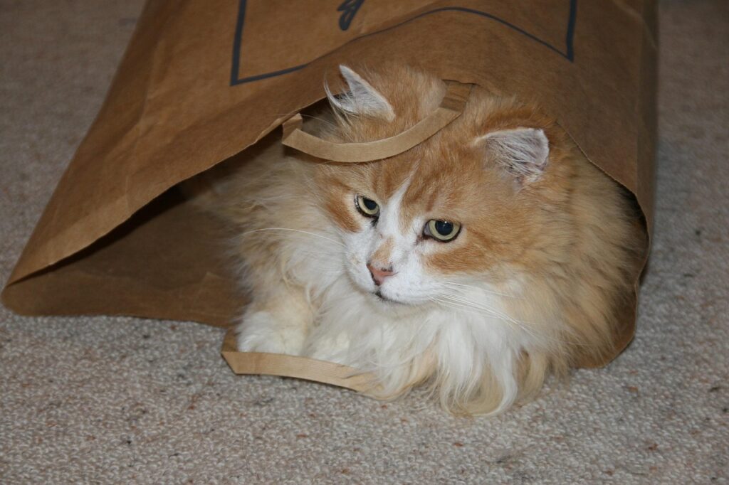 cat, ginger, cute, nature, pet, animal, fur, furry, playing, paper bag, adorable, looking