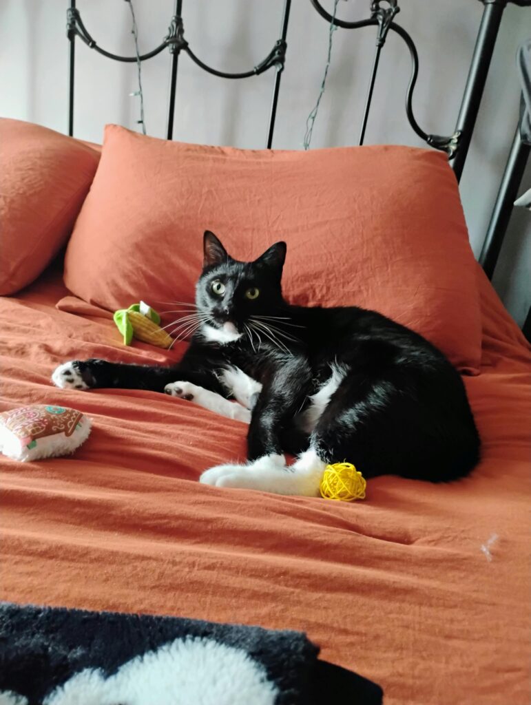 A playful black and white cat lying on an orange bed. Perfect for pet-themed content.