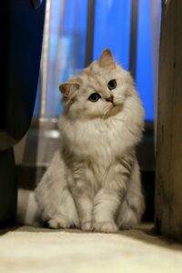 Adorable Persian cat indoors, with fluffy fur and a curious tilt of the head.