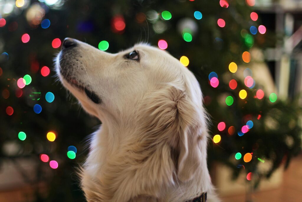 Adorable Golden Retriever with Christmas tree lights in the background, creating a festive atmosphere.