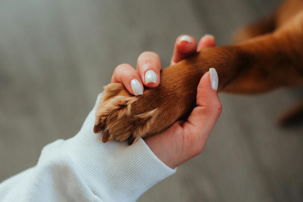 Close-up of a woman's hand holding a dog paw symbolizing trust and companionship.